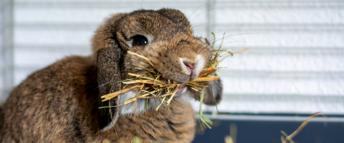 Waarom een konijn geen mais mag eten - Dierenkliniek Coppelmans