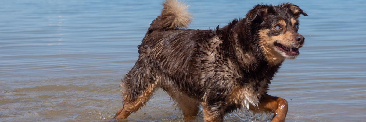 Diabetes hond - Dierenkliniek Coppelmans