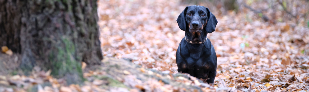 Eikels giftig honden - Dierenkliniek Coppelmans