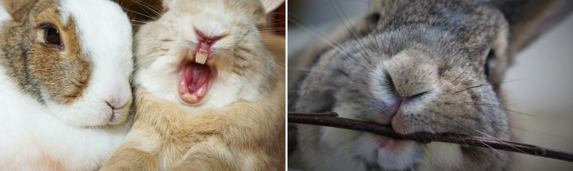 Februari gebitscontrole - Dierenkliniek Coppelmans