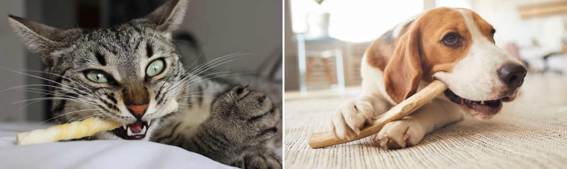 Februari gebitscontrole - Dierenkliniek Coppelmans