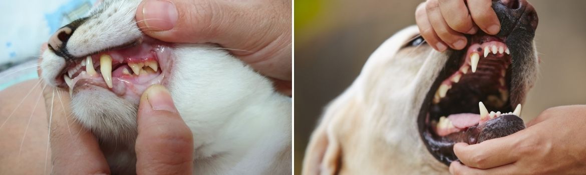 Februari gebitscontrole - Dierenkliniek Coppelmans