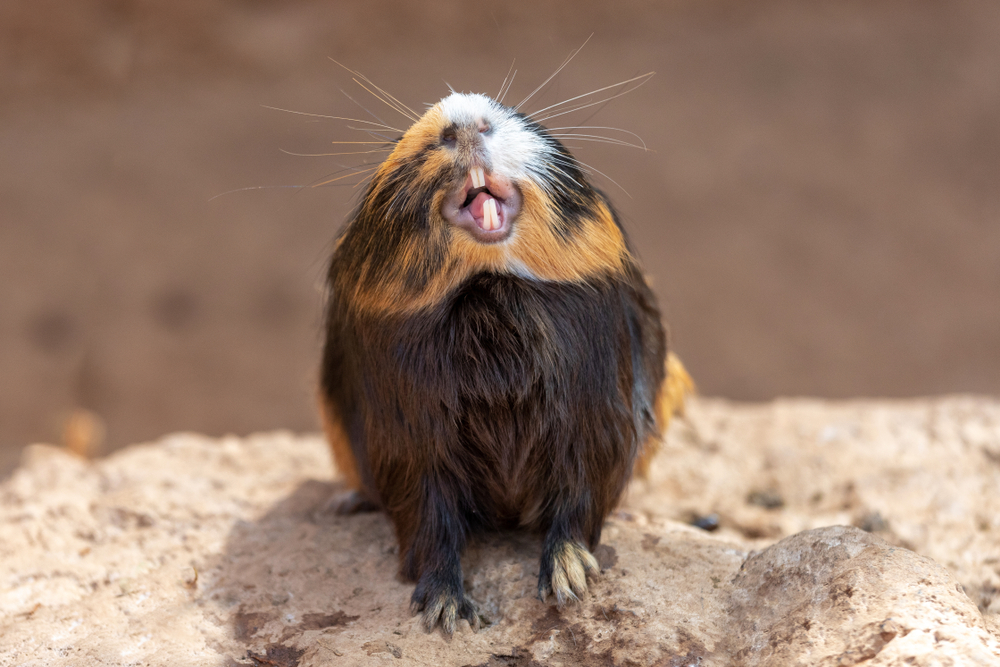 Gebit cavia - Dierenkliniek Coppelmans