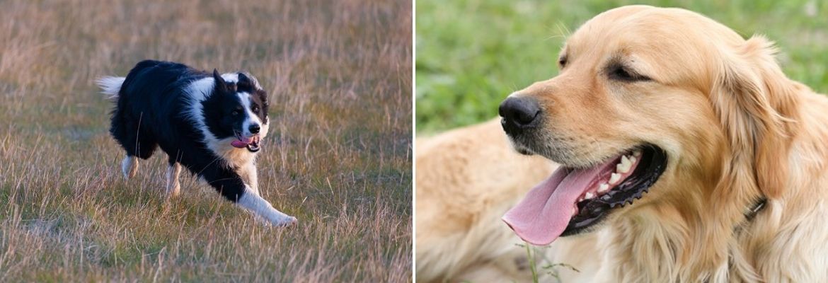 Grasaar hond - Dierenkliniek Coppelmans Nuenen