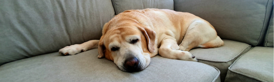 Hond afvallen - Dierenkliniek Coppelmans