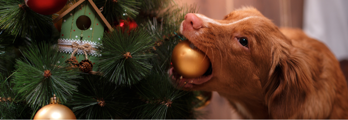 Hond - kerstboom - Dierenarts Coppelmans