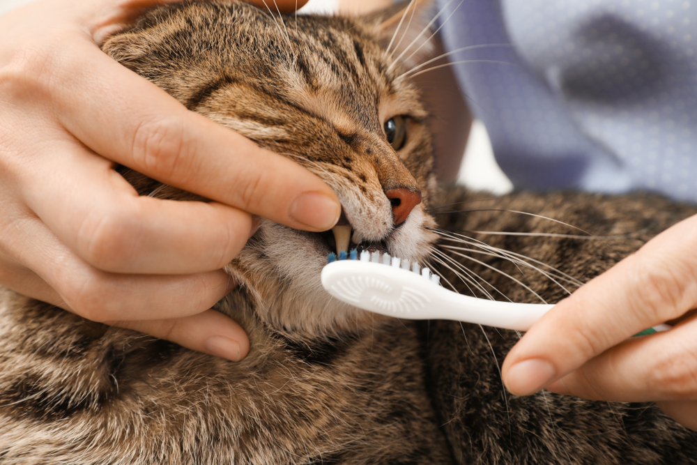 Katten gebit - Dierenkliniek Coppelmans