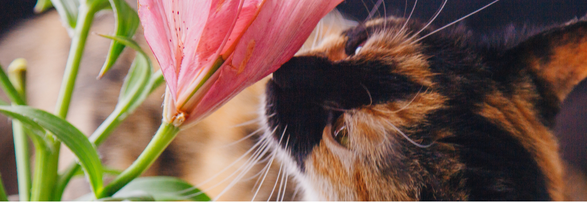 Lelies katten - Dierenkliniek Coppelmans