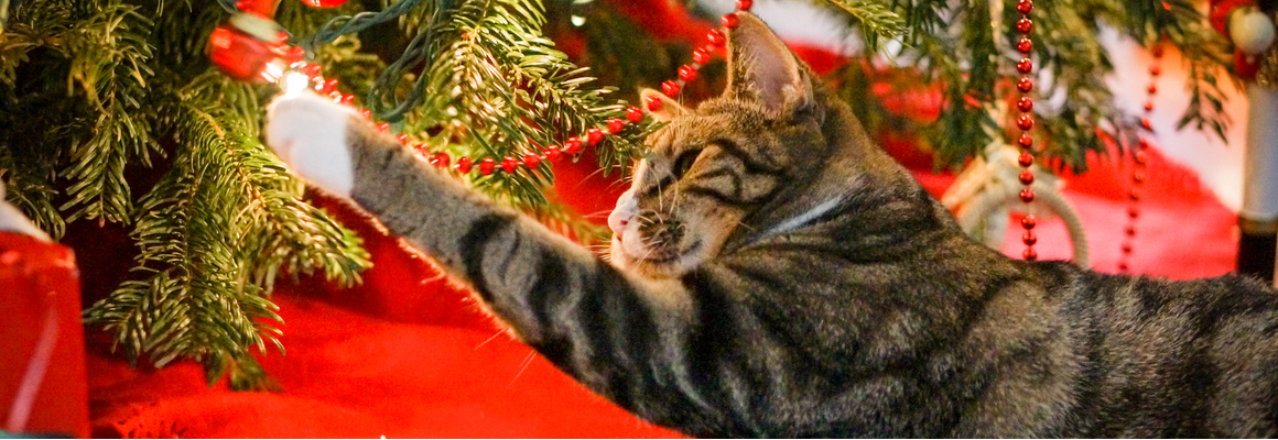 Kerstboom gevaarlijk voor kat - Dierenkliniek Coppelmans