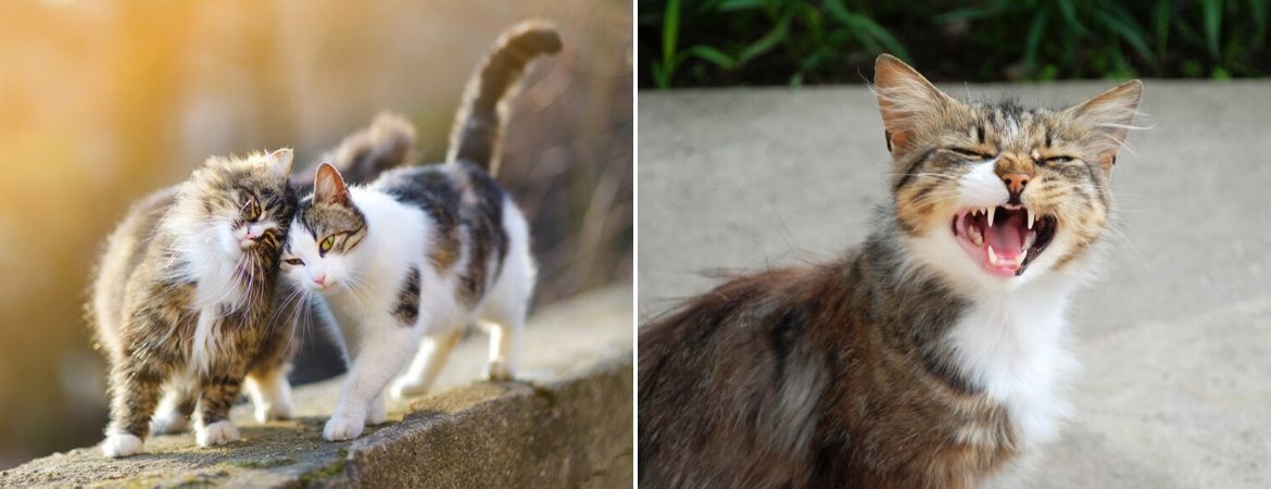 barst Vrijgevigheid pomp Sterilisatie en castratie van uw kat - Dierenarts Coppelmans Nuenen