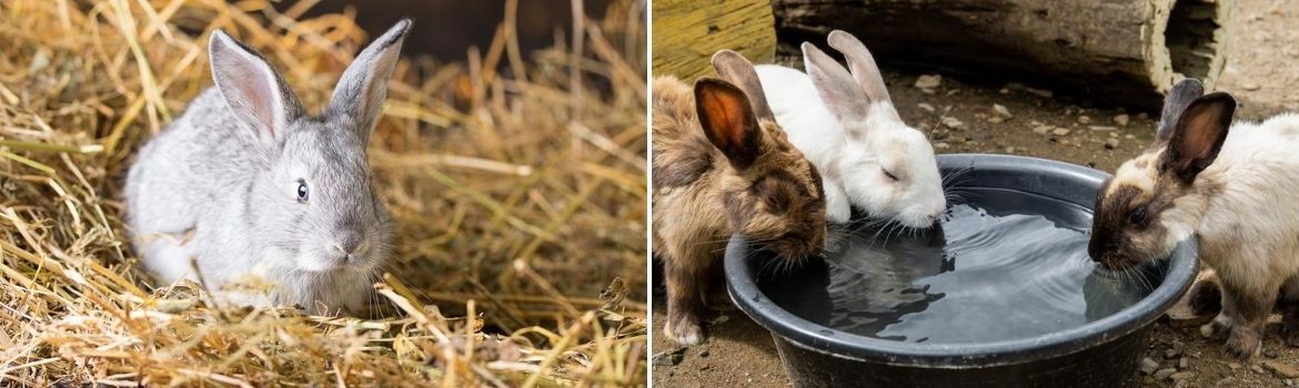 Madenziekte myiasis konijn - Dierenkliniek Coppelmans