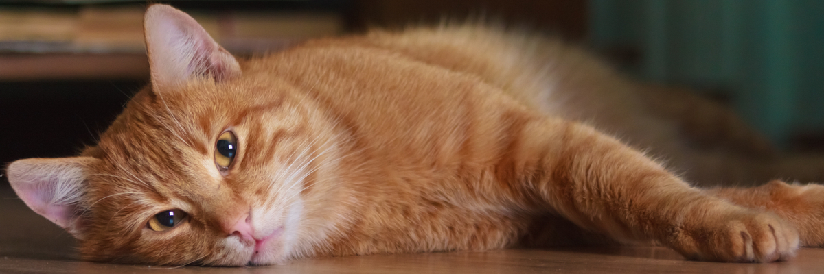 Suikerziekte kat - Dierenkliniek Coppelmans