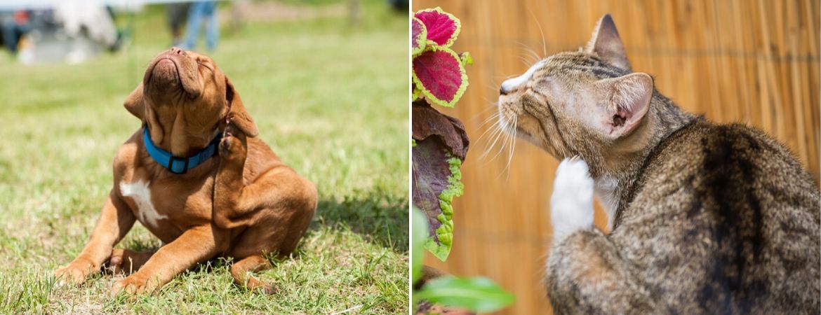 Hond en kat hebben last van vlooien - Dierenkliniek Coppelmans