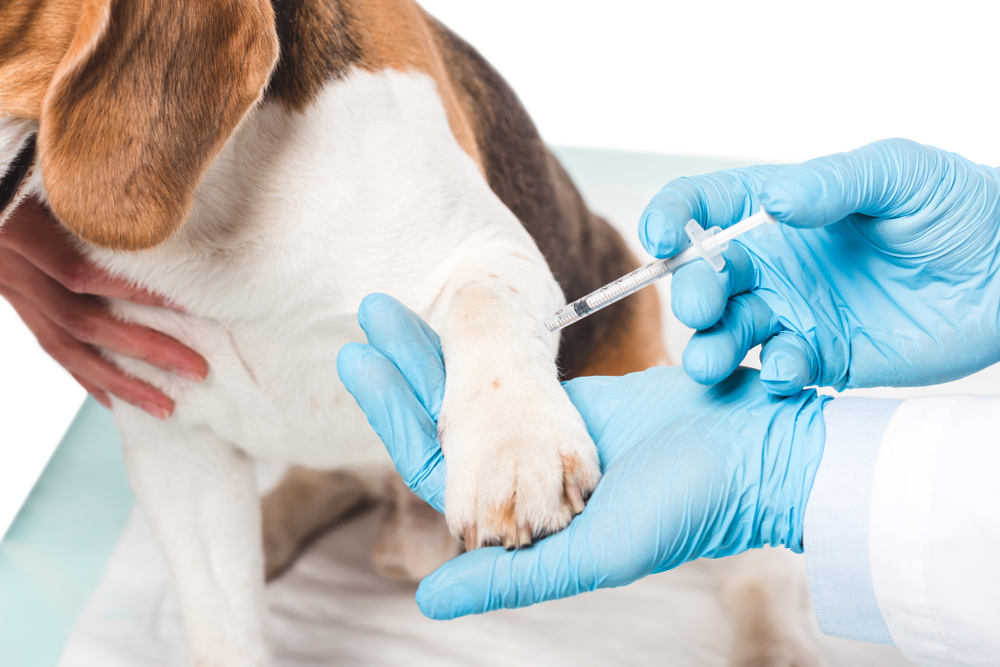 Wat zijn de kosten voor het inenten van uw hond?