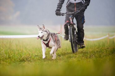 5 tips om veilig te fietsen met uw hond
