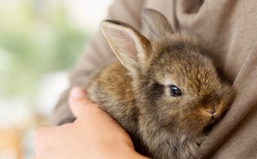 Baarmoederkanker bij konijnen