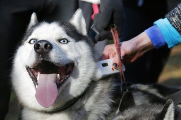 Hond chippen