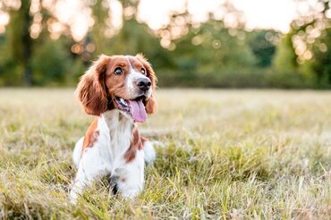 Honden ontwormen