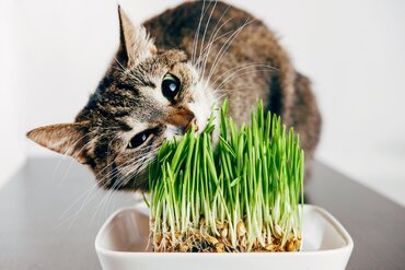 Kamerplanten voor kattenliefhebbers