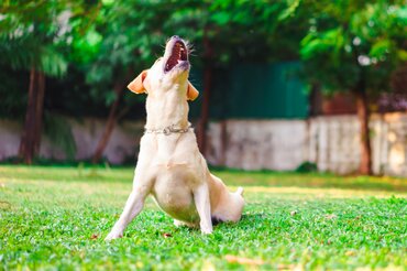 Kennelhoest bij Honden