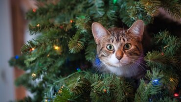 Kerstbomen en huisdieren