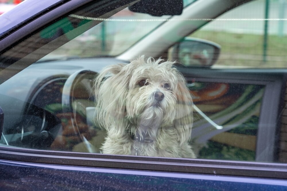 Laat uw hond nooit achter in de auto met warm weer!