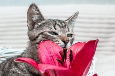 Lelies gevaarlijk voor katten