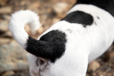 Ontstoken anaalklieren