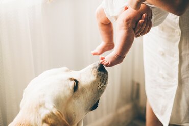 Tips voor een goede band hond en baby