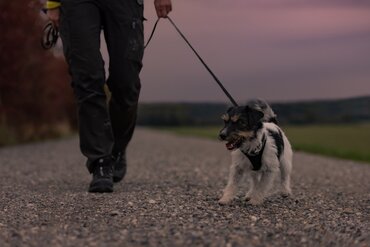 Veilig uw hond uitlaten in het donker