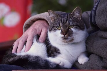 Verzorging van senior honden en katten