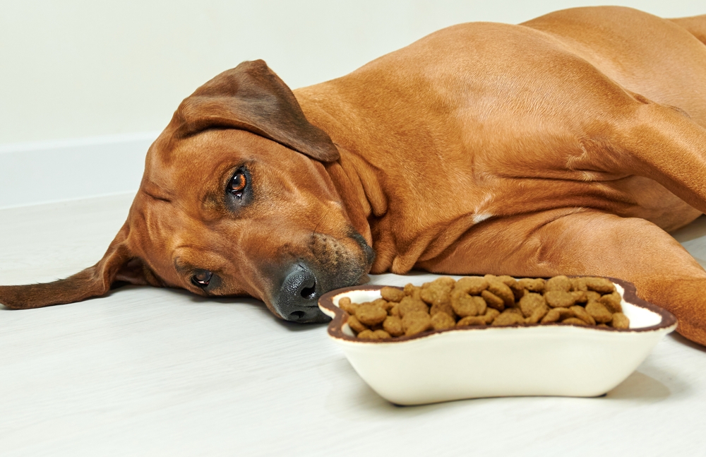 Hond eet niet, waarom?