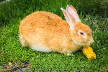Waarom konijnen geen mais mogen eten