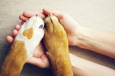 Wat staat er in een huisdierenclausule?