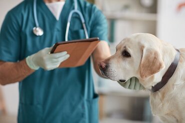 Ziekte van Weil bij Honden
